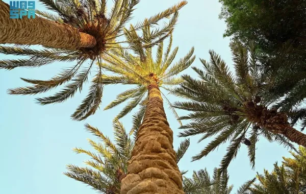 متنزه النخيل بمحافظة حقل