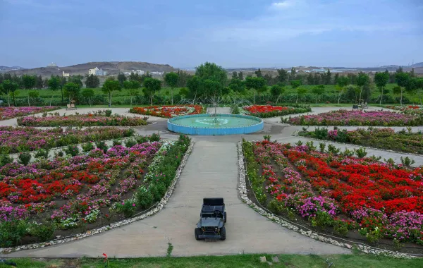 مزرعة الورد في أبها