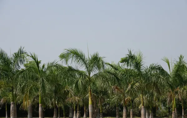 تفسير رؤيا النخل في المنام