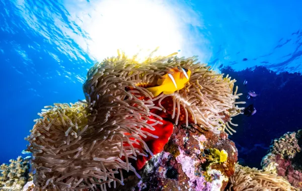 الشعب المرجانية