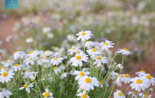 زهرة الأقحوان في صحاري العلا