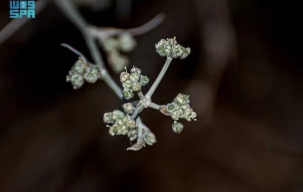  نبات القرضي