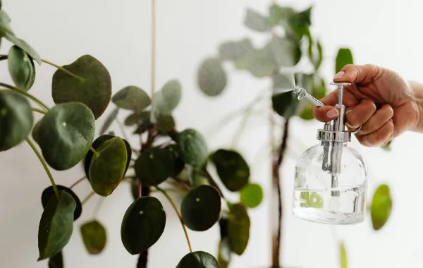 عناية منزلية بالنباتات