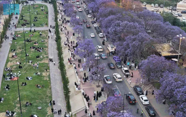 أبها تتزين بالبنفسجي في ذروة موسم الجاكرندا 