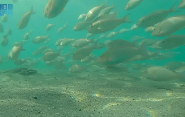 سمك الحريد (الصورة من واس)