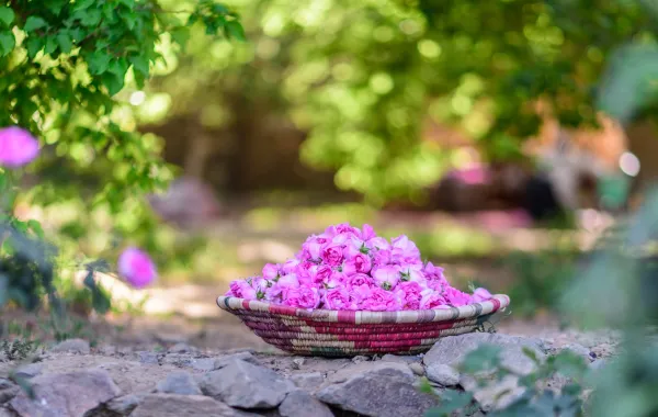 الورد الطائفي إرث عطري وثقافي ارتبط بالطائف