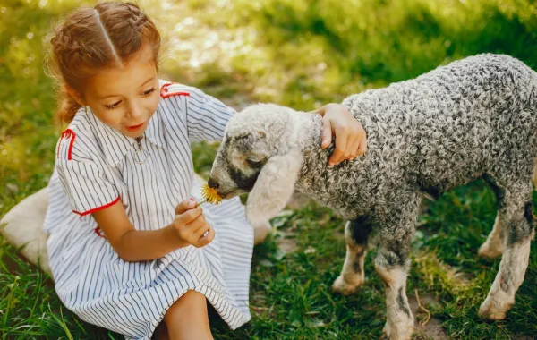 صورة طفلة مع خروف صغير