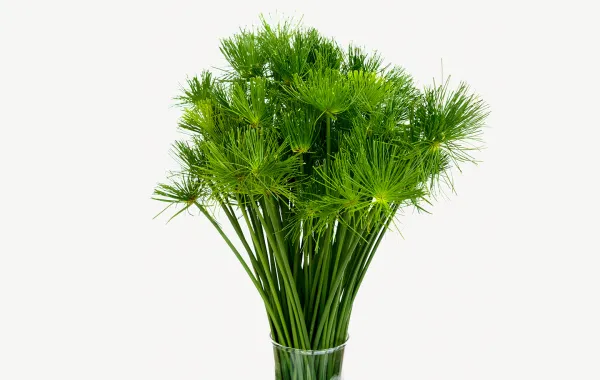 تفسير رؤيا الأعشاب