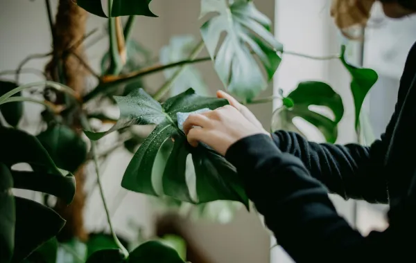 النباتات تتأثر سلباً بالمنظفات المنزلية التي تعجّ بالكيماويات