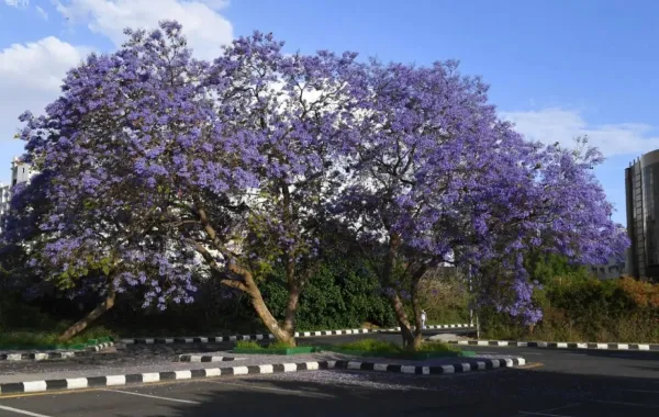  أشجار الجاكرندا