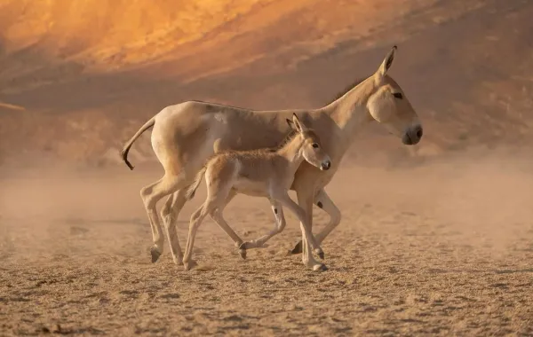 كائنات برية