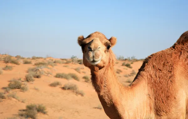 الإبل هو رمز الصحراء