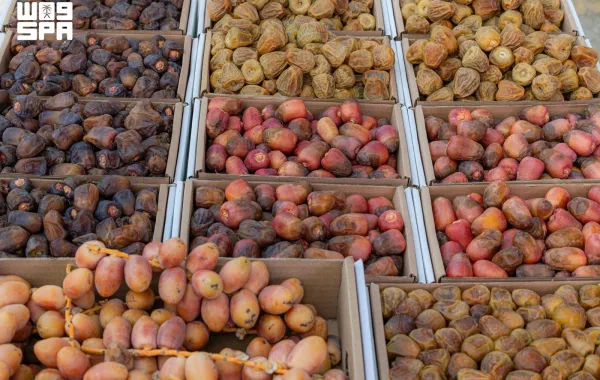 نوادر التمور ببريدة.. أصناف نادرة تحفظ ذاكرة النخيل وتستقطب المهتمين - (مصدر الصورة: واس)