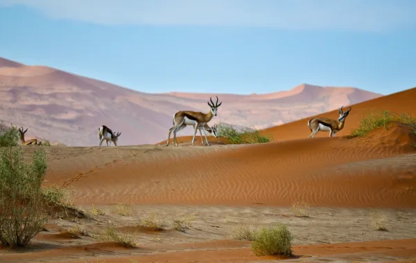 ناميبيا تشتهر بحياتها البرية الفريدة