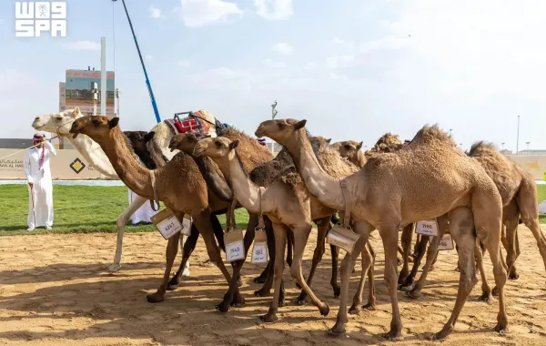 الهجن السعودية