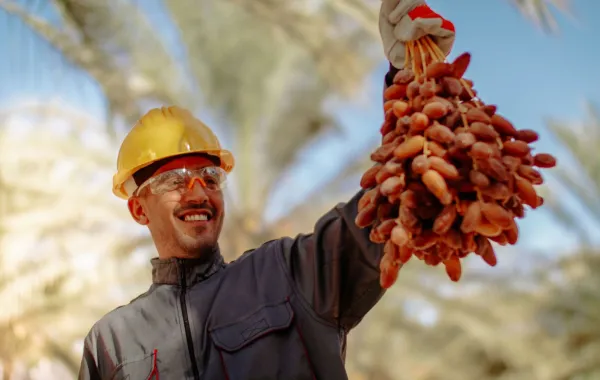 أحد العاملين يمسك بيده سباطة تمر 