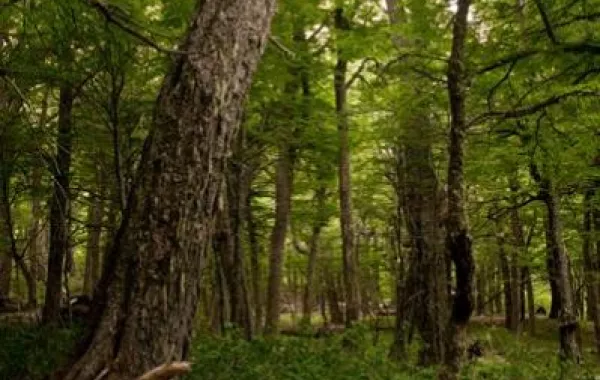 في الغابات شبه الاستوائية...