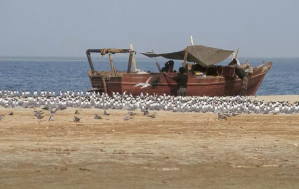 زوري جزيرة فرسان النابضة بالجمال