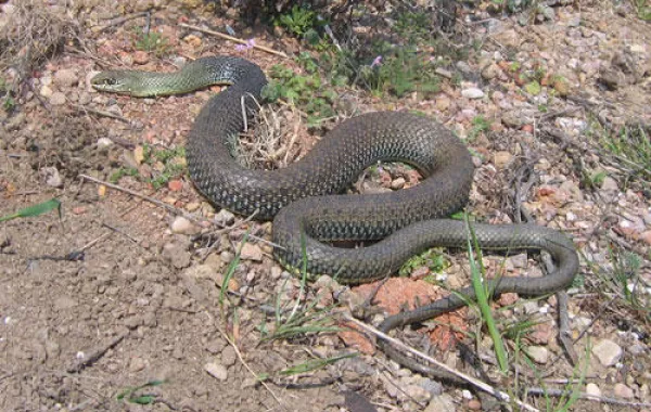 المركز الوطني يحذّر من لدغات الثعابين بعد السيول