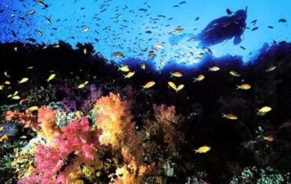 السياحة تنظم مؤتمراً لآثار البحر الأحمر