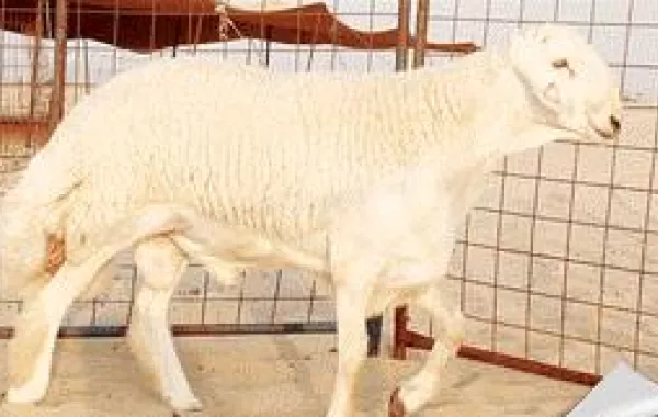 سعودي يرفض بيع خروفه بـ 400 ألف ريال