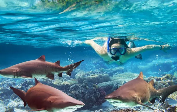 استمتعي بالسباحة مع أسماك القرش!