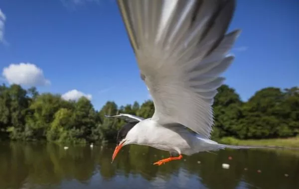 في زوايا "هامبستيد هيث" الخضراء بلندن