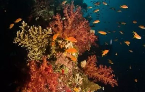 في أعماق البحر الأحمر