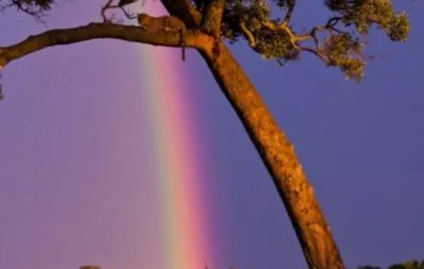 قوس قزح لبداية مشرقة