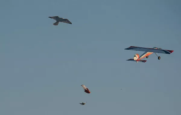 بطولة الصقور إحياء لتراث الإمارات