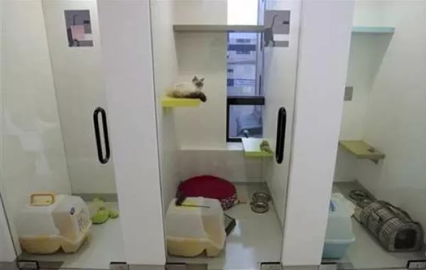 سعودي يخصص جزءًا من قصره فندقًا للقطط