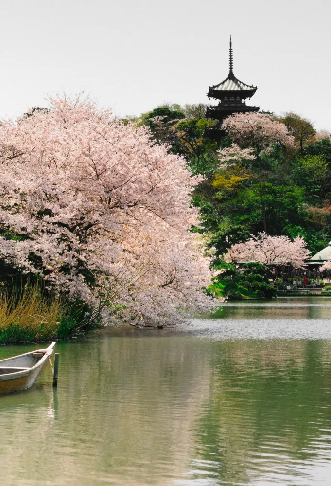 يوكوهاما وجهة جاذبة في الربيع