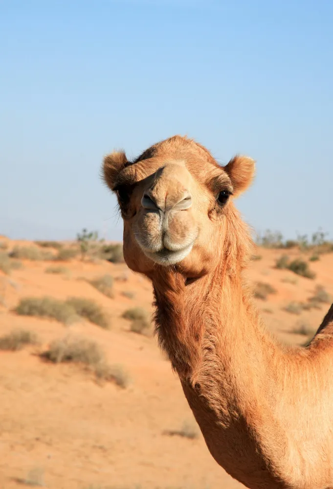 الإبل هو رمز الصحراء