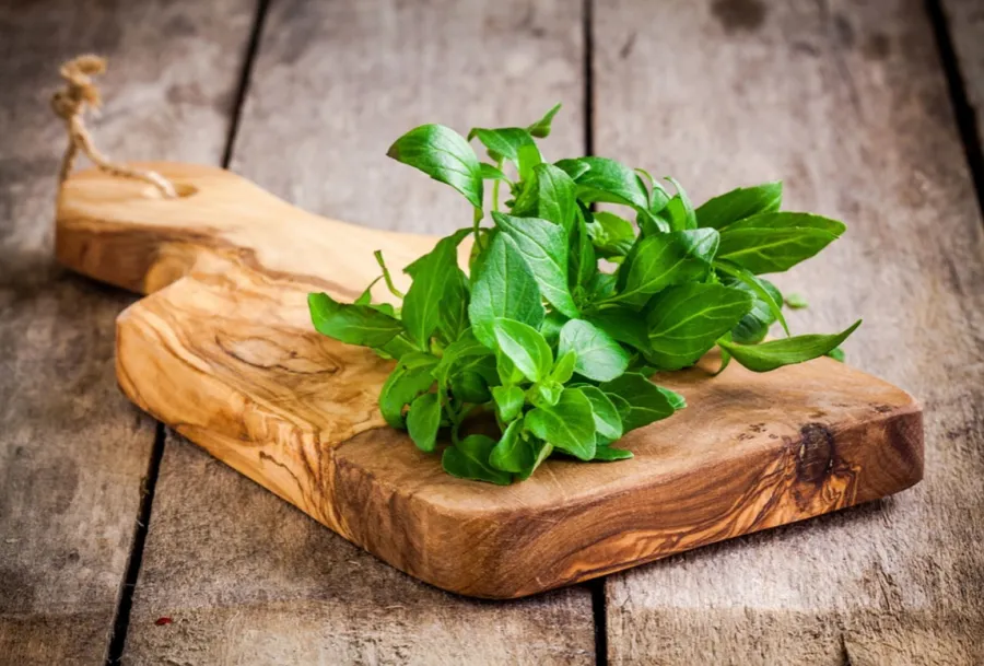 فوائد وأضرار الحبق للحامل 