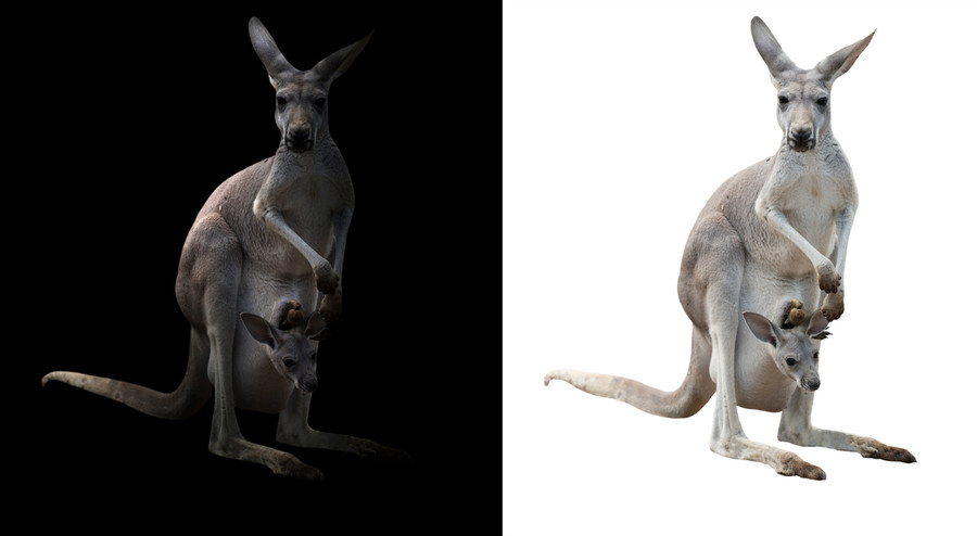 العناية على طريقة الكنغر- الصورة من Adobestock صورة لطريقة الكنغر