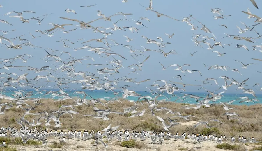 طيور بحرية