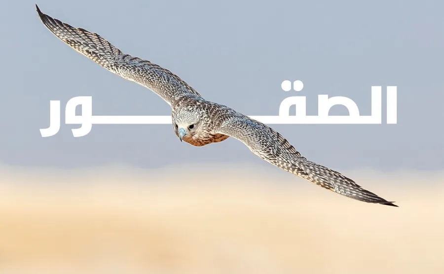 مزاد