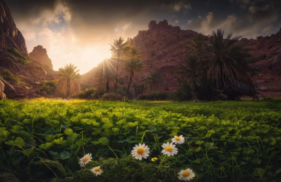 الغطاء النباتي بين جبال أجا بمحمية الملك سلمان الملكية في منطقة حائل