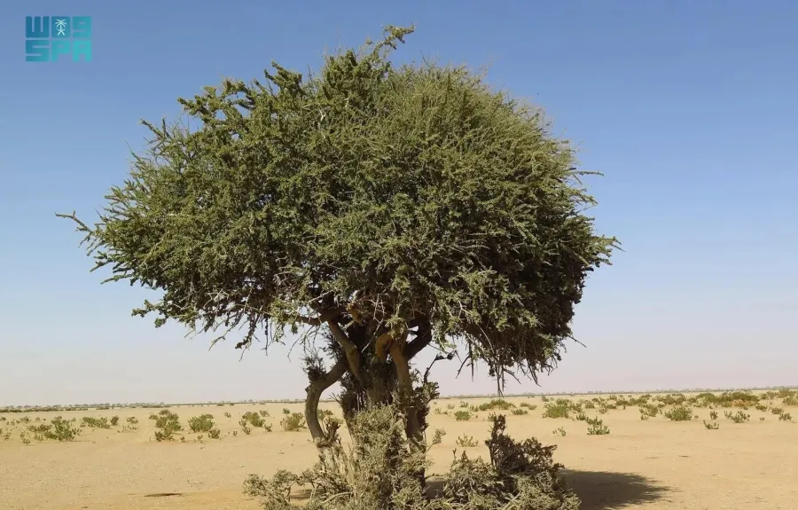 شجرة السرح 
