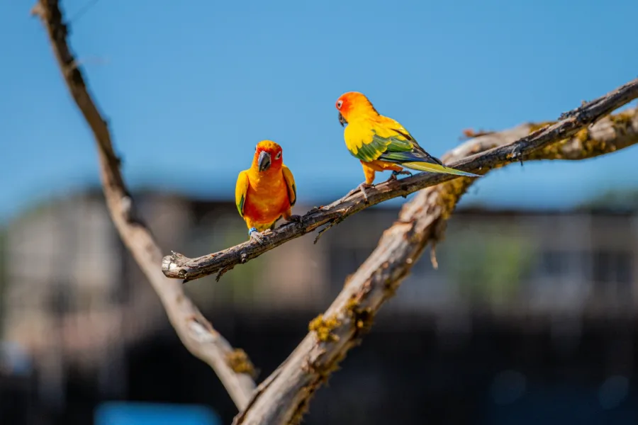 تفسير رؤيا العصافير في المنام