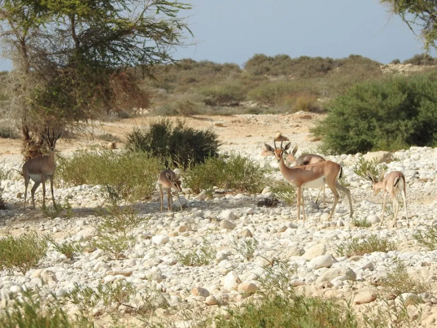 إحدى المحميات الطبيعية في سلطنة عمان. الصورة من وكالة الأنباء العمانية