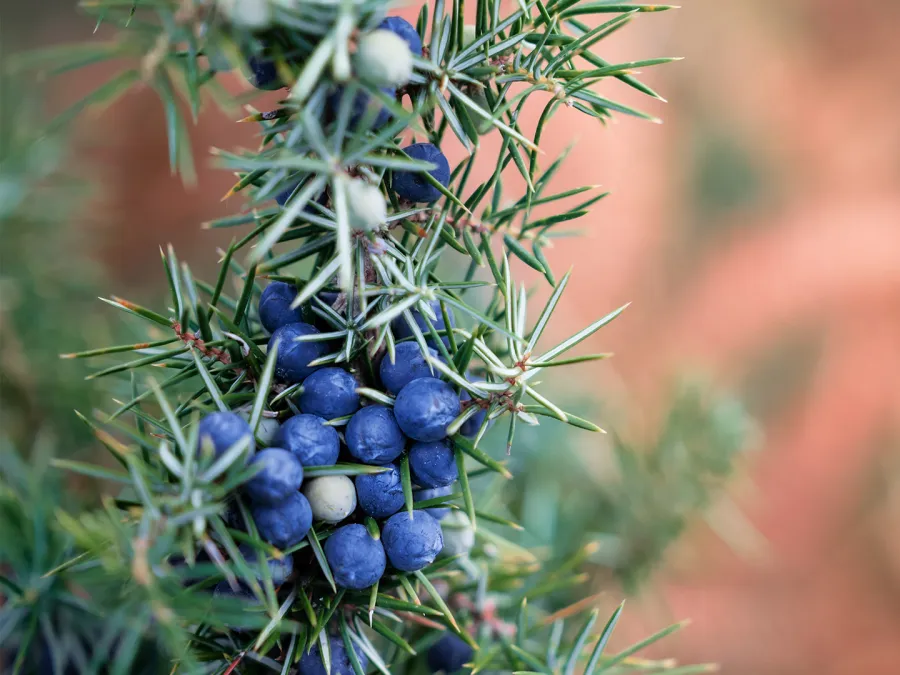 فوائد العرعار مهمة لصحة الجسم Image by ededchechine on Freepik