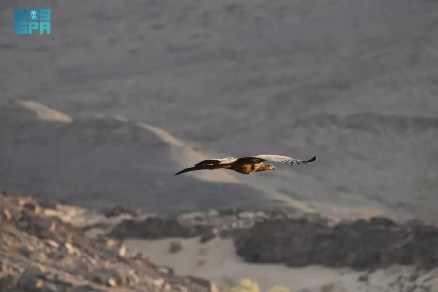 أول ظهور للنسر الأبيض الذيل في السعودية منذ 20 عامًا 