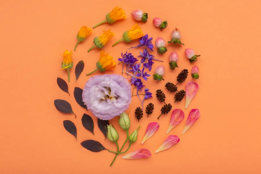 الأبراج وزهرة الحظ - مصدر الصورة من freepik