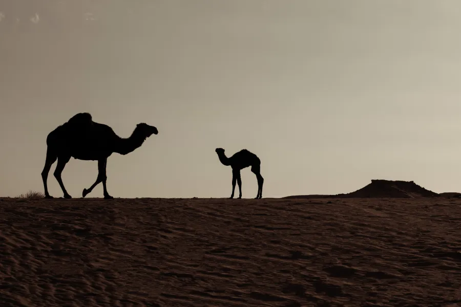 الإبل.. موروث ثقافي أصيل في السعودية - الصورة من منصة الصور السعودية