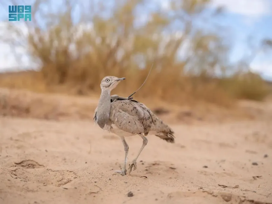 محميات طبيعية