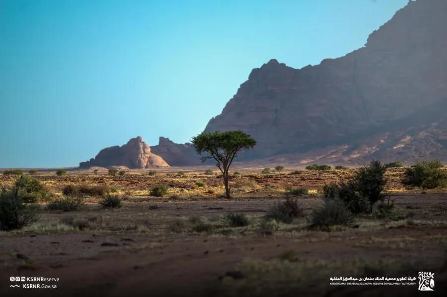 هيئة تطوير محمية الملك سلمان بن عبدالعزيز الملكية - الصورة من حساب هيئة تطوير محمية الملك سلمان بن عبدالعزيز الملكية على منصة إكس