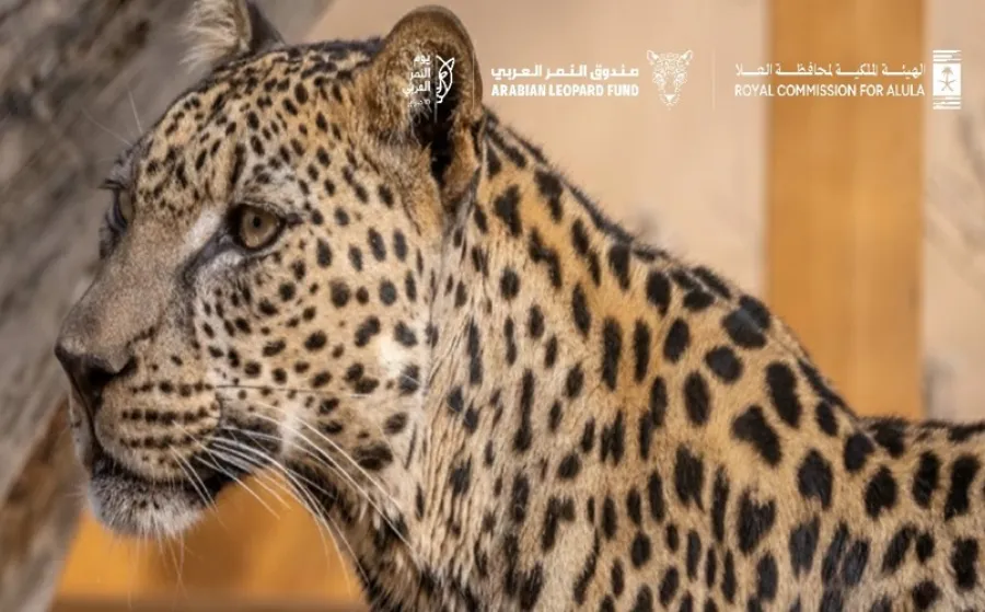  الهيئة الملكية لمحافظة العُلا