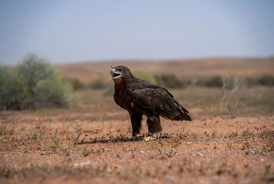 طير العقاب. الصورة من منصة الصور السعودية