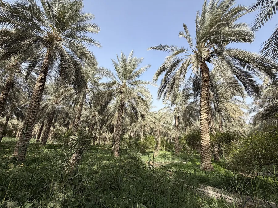 مهرجان تمور الأحساء المصنّعة 2026 ابتكارات وفرص استثمارية واعدة 